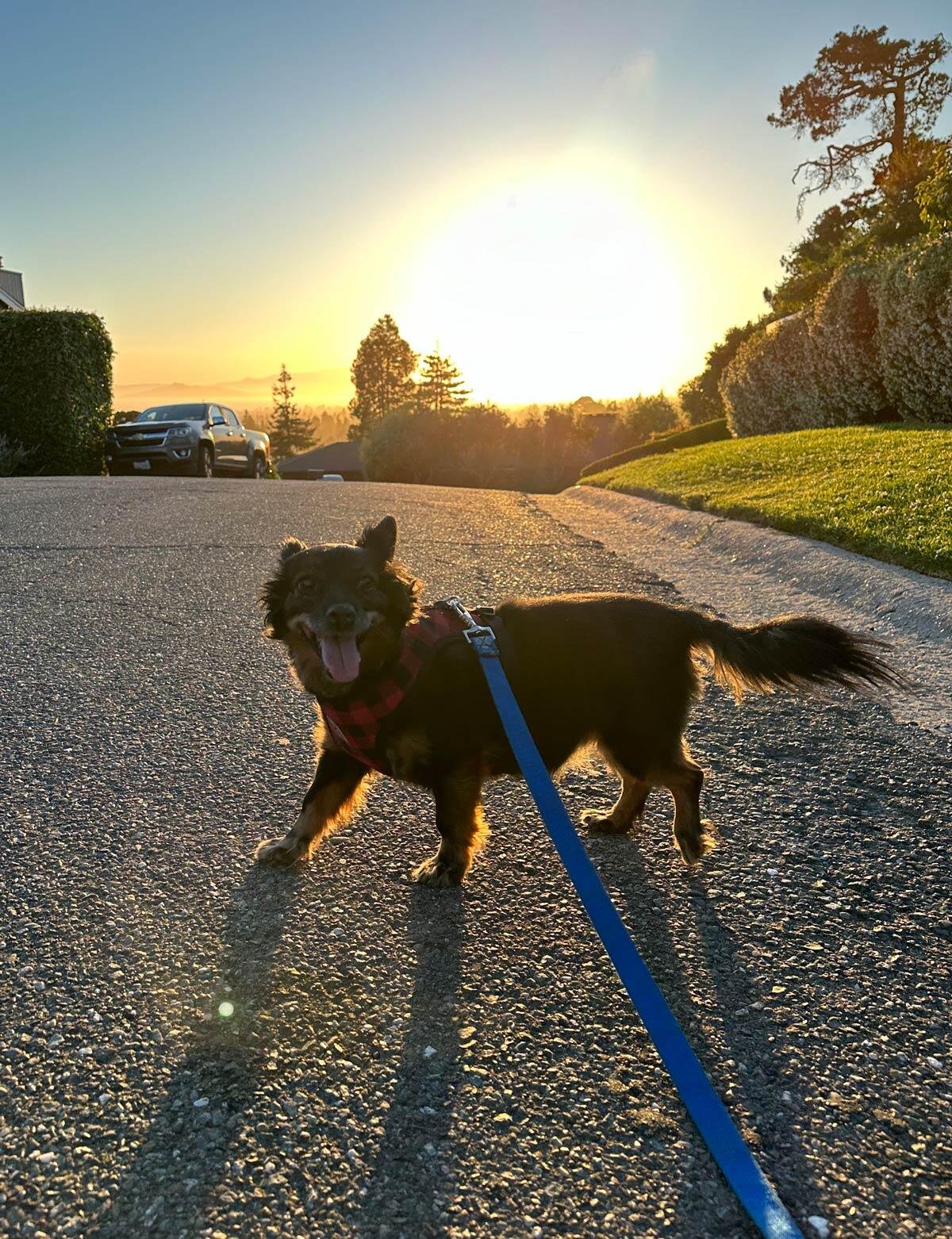 Xander's dog and sunset